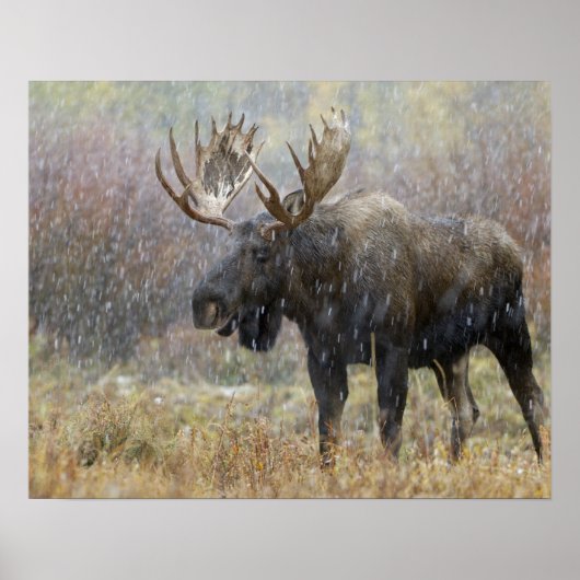 Vlek in sneeuwstorm met aspen in bomen poster (Voorkant)