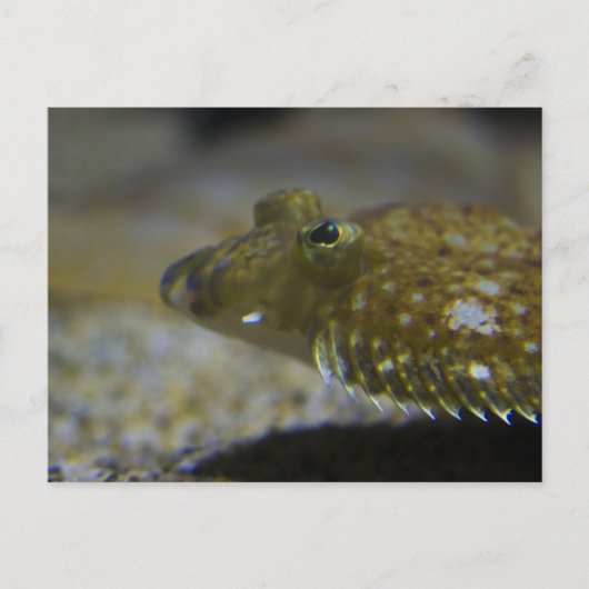 Vlekken Briefkaart (Voorkant)