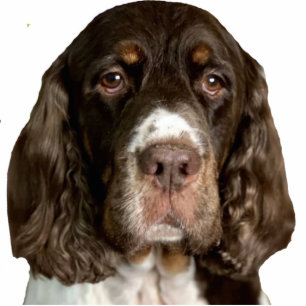 vleugels fotobeeldje magneet