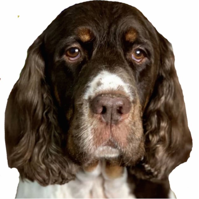 vleugels fotobeeldje magneet (Voorkant)