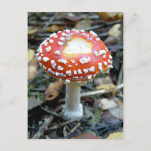 Vlieg Agarisch {Amanita muscaria} Briefkaart