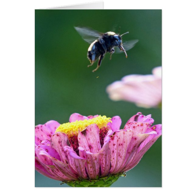 Vlieg van de Bumblebee (Voorkant)