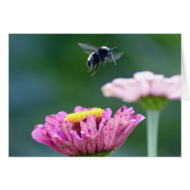 Vlieg van de Bumblebee (Voorkant Horizontaal)