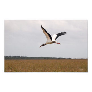 Vlieg van een Hout Stork Photo Print Wide Foto Afdruk