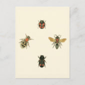 Vliegen en Beetles van Vision Studio Briefkaart (Voorkant)