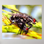 vliegen poster (Voorkant)