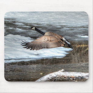 Vliegend Canada Goose, Pond & Snow Wildlife Foto Muismat