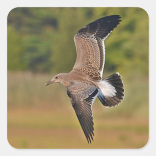 Vliegend Zee Sticker