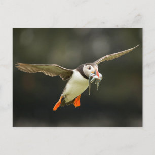 Vliegende Atlantische Puffin met vis in bek Briefkaart