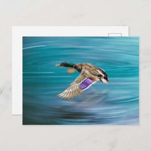 Vliegende eend van wilde eend briefkaart (Voorkant / Achterkant)