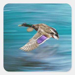 Vliegende eend van wilde eend vierkante sticker