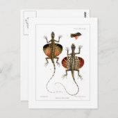 Vliegende hond briefkaart (Voorkant / Achterkant)