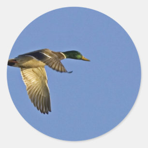 Vliegende hond van Mallard Ronde Sticker