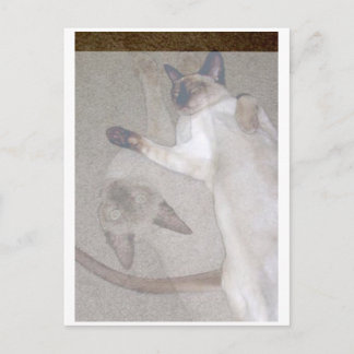 Vliegende katten briefkaart