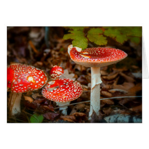 Vliegende paddenstoelen