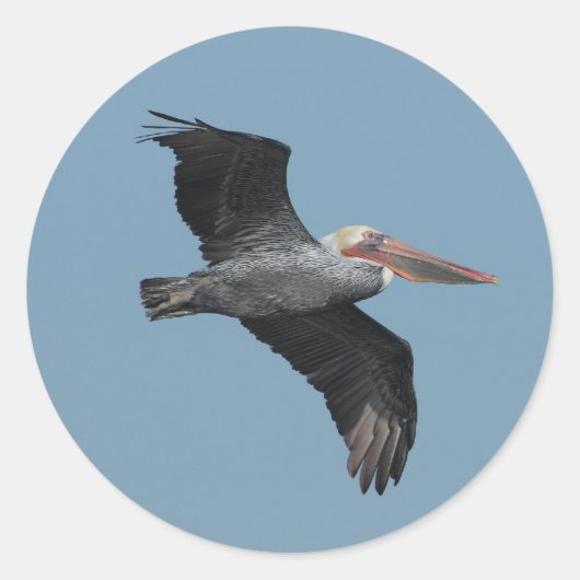 Vliegende Pelikaan 14 Sticker (Voorkant)