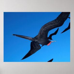 Vliegende vogel poster
