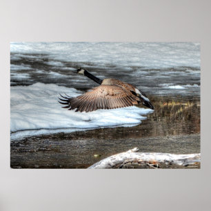 Vliegende wilde dieren uit Canada Goose en Winter  Poster