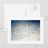 Vliegende zeegarren briefkaart (Voorkant / Achterkant)