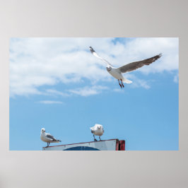 Vliegende zeemijlen Birds Blue Sky Poster