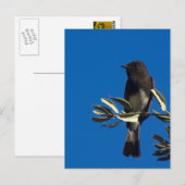 vliegenvanger briefkaart (Voorkant / Achterkant)