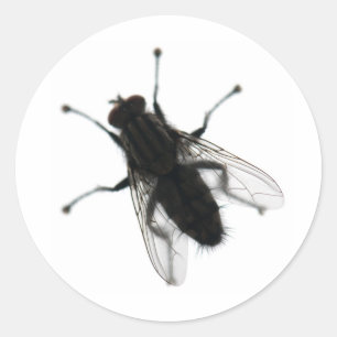 Vlieginsect Ronde Sticker