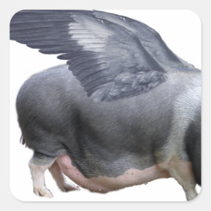 vliegvarken vierkante sticker