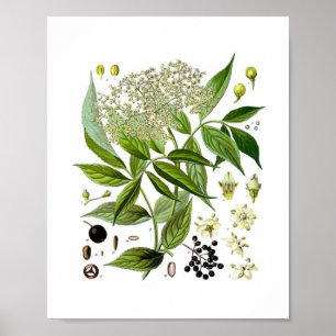 Vlierbes Elegantie: Een Vintage Botanische Kunst Poster