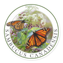 Vlierbes Sambucus en Monarch Butterfly