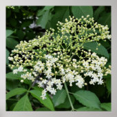 vlierbloem poster (Voorkant)