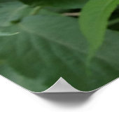 vlierbloem poster (Hoek)