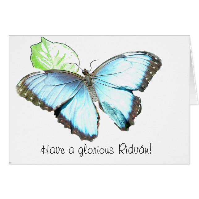 Vlinder (Voorkant Horizontaal)