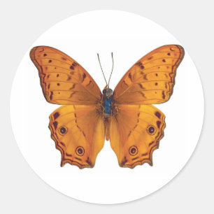 vlinder 03 ronde sticker