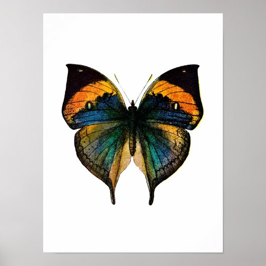 vlinder - 1800's Antiek vlinderlitho Poster (Voorkant)