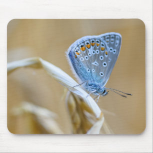 Vlinder, algemeen blauw, insect muismat
