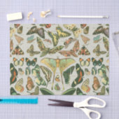 Vlinder Antiek Vlinders Art Tissuepapier (Craft)