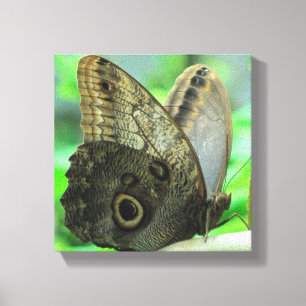 Vlinder Bloem Schilderij op Canvas Afdruk