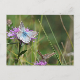 Vlinder Bloemen Bloesems Bruiloft Shower Vrede Briefkaart