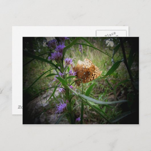 vlinder briefkaart (Voorkant / Achterkant)