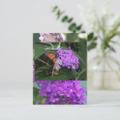 vlinder... briefkaart (Staand voorkant)