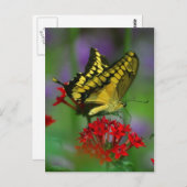 vlinder briefkaart (Voorkant / Achterkant)