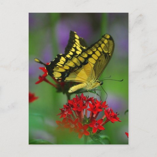 vlinder briefkaart (Voorkant)