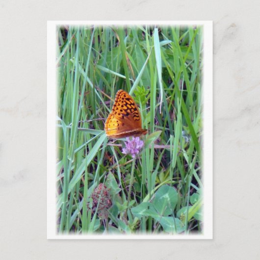 Vlinder Briefkaart (Voorkant)