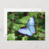 vlinder briefkaart (Voorkant / Achterkant)