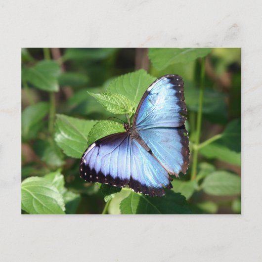 vlinder briefkaart (Voorkant)