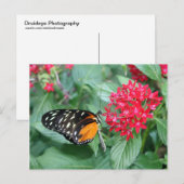 Vlinder Briefkaart (Voorkant / Achterkant)