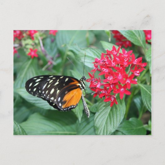 Vlinder Briefkaart (Voorkant)