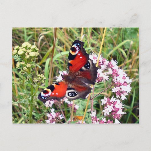 Vlinder Briefkaart (Voorkant)