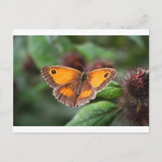 Vlinder Briefkaart (Voorkant)