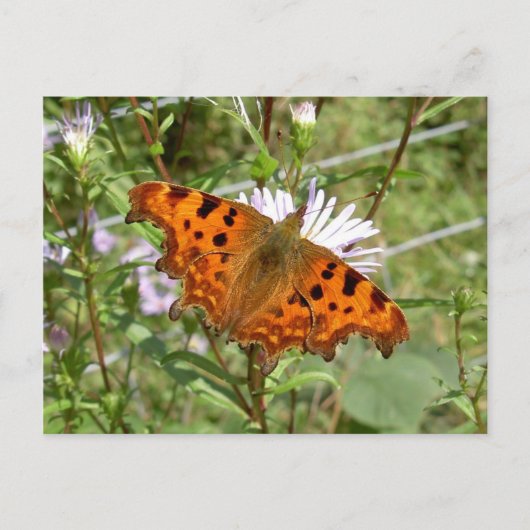 Vlinder Briefkaart - Comma (Voorkant)